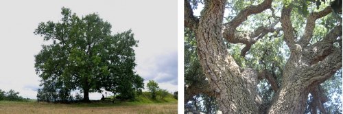 2019 06 expositions arbres remarquables Bandeau 58159
